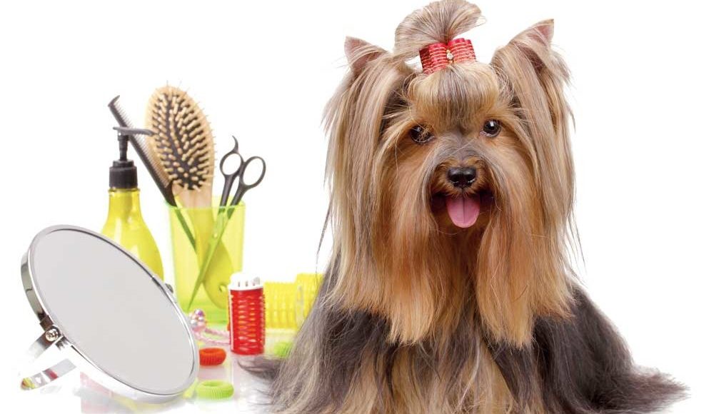 grooming dogs.jpg