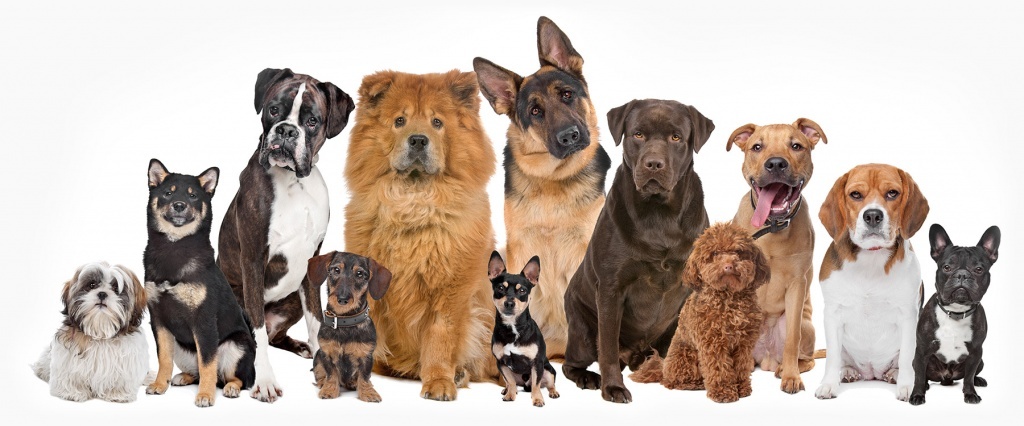 grooming dogs 3.jpg grooming dogs 3.jpg