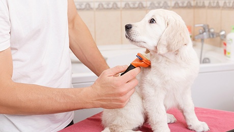 grooming dogs 2.jpg grooming dogs 2.jpg