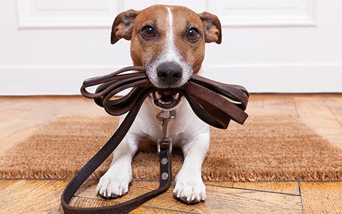 dog training 4.jpg