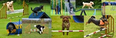 Agility3.jpg Agility3.jpg