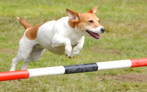 Agility2.jpg
