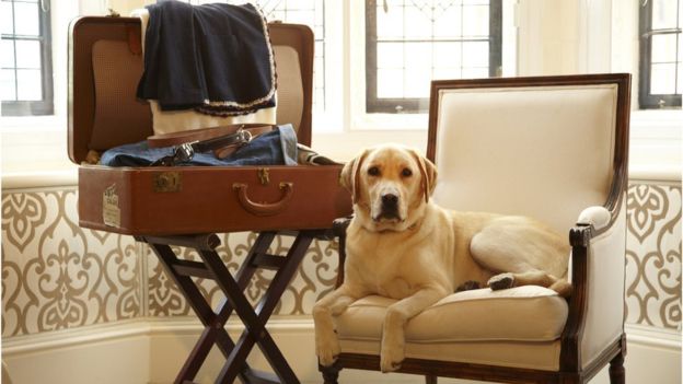 hotel for animals.jpg hotel for animals.jpg