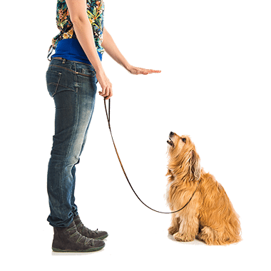dog training 8.png dog training 8.png