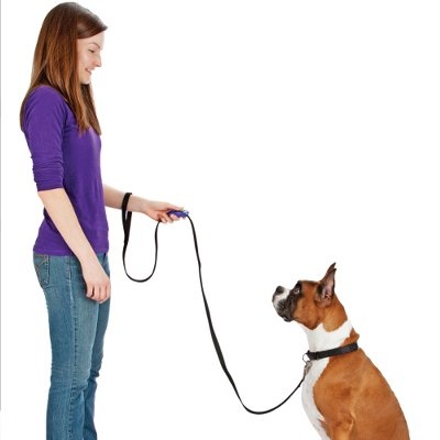 dog training 5.jpg dog training 5.jpg