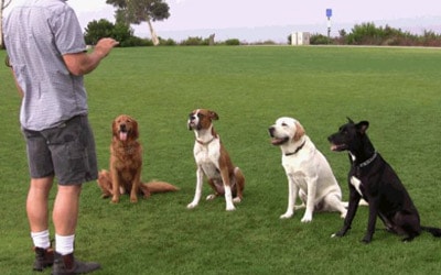 dog training 3.jpg dog training 3.jpg