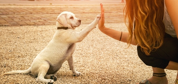 dog training 2.jpg