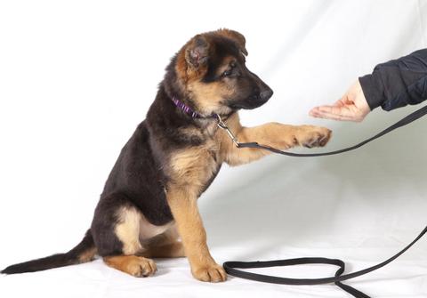puppy-training2.jpg