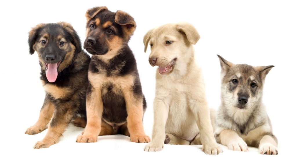puppy-training.jpg