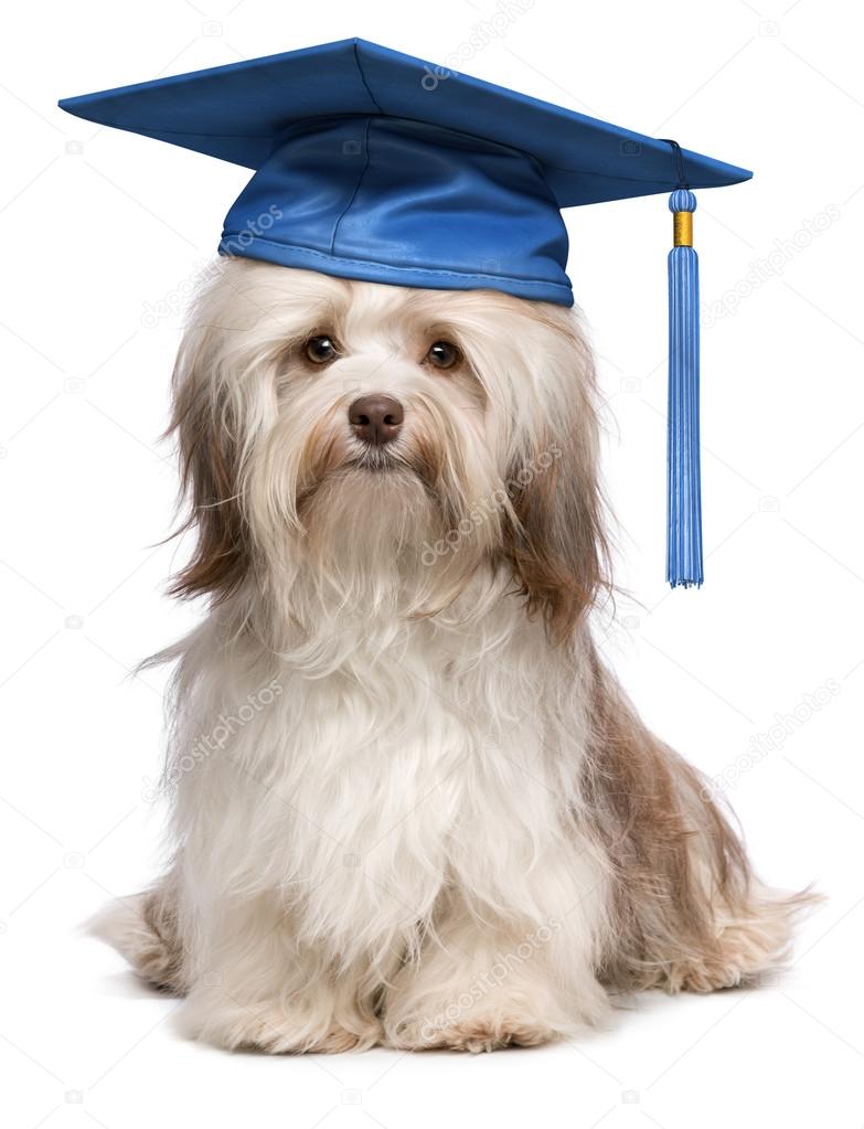 dog training 9.jpg