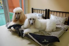 hotel for animals 2.jpg hotel for animals 2.jpg
