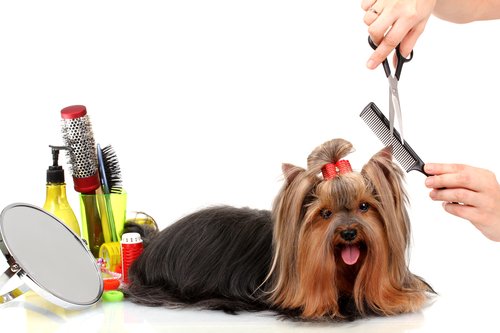 Grooming-for-Pets-2.jpg